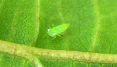 Mosquito verde en Viña